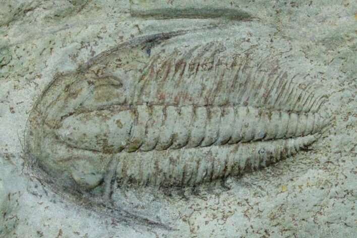 Cambrian Trilobite (Termierella) With Pos/Neg - Issafen, Morocco #170771